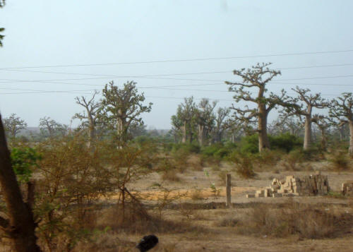 Baobab trees in Senegal